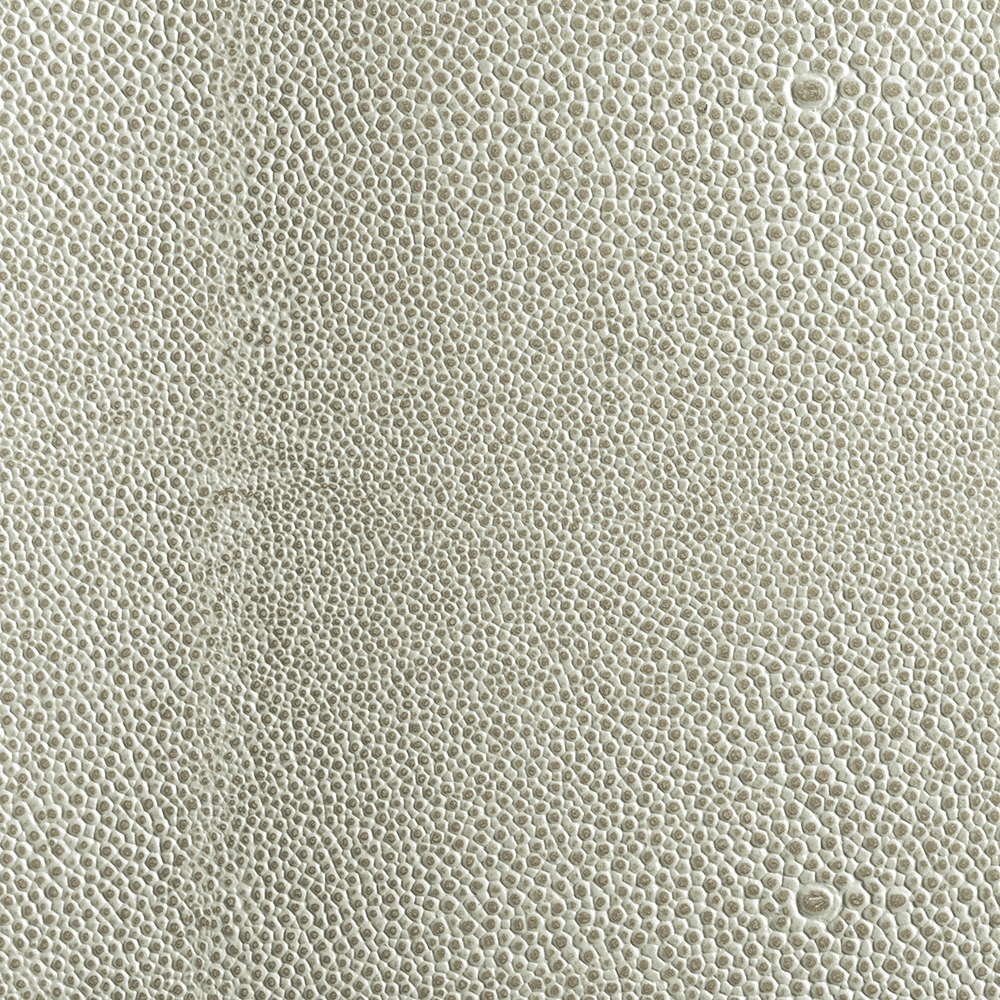 30" x 19" Conero Leather Mat with Edge, Gray Stone Shagreen, 5/Box Main - Image